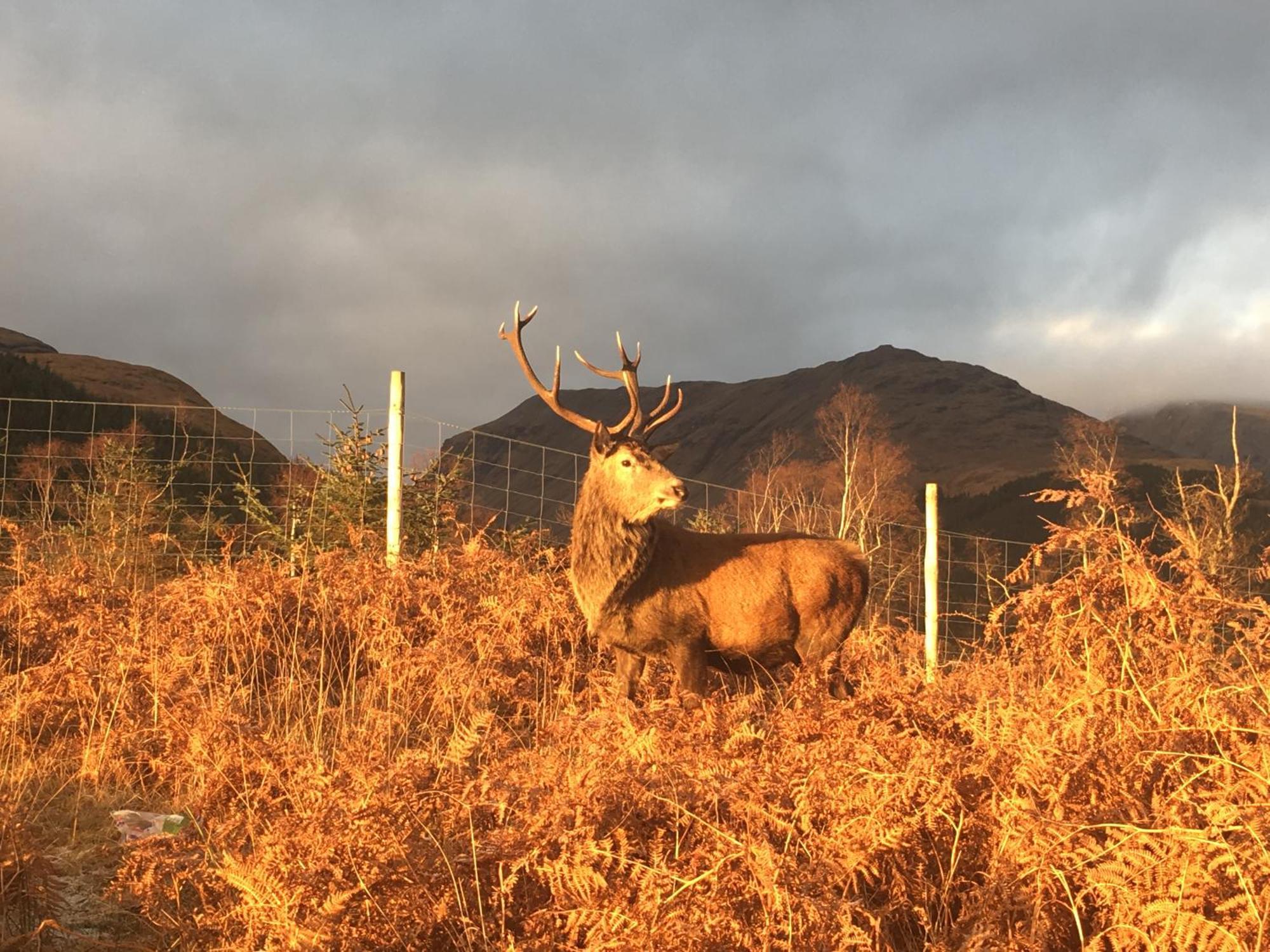 Stronchreggan View Guest House Fort William Esterno foto